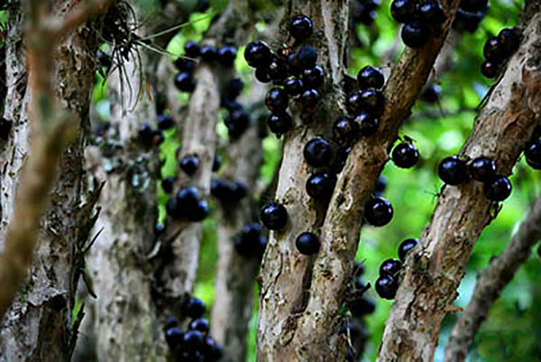 jabuticaba-fruit-on-tree-trunk