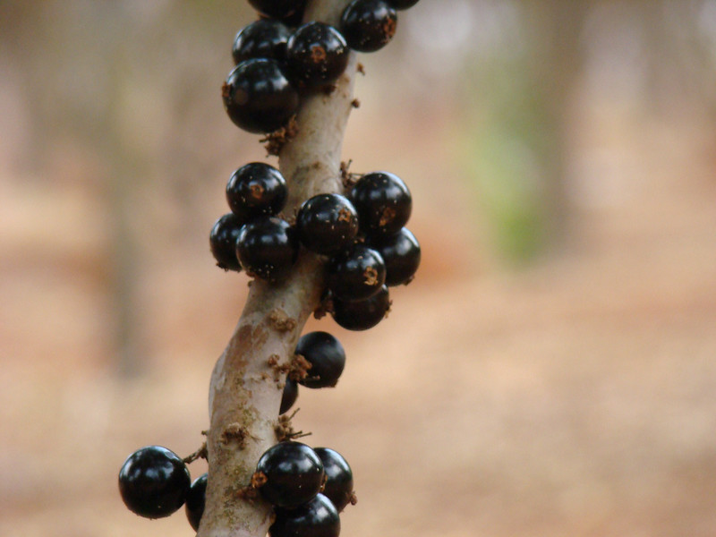 jabuticaba-fruit-on-tree-trunk
