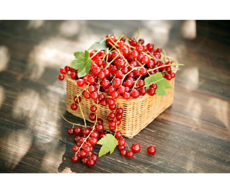 bunch-of-red-currants-red-fruit