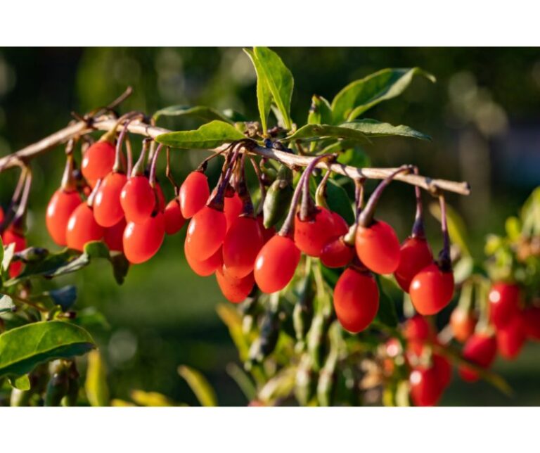 goji-berries-red-fruit