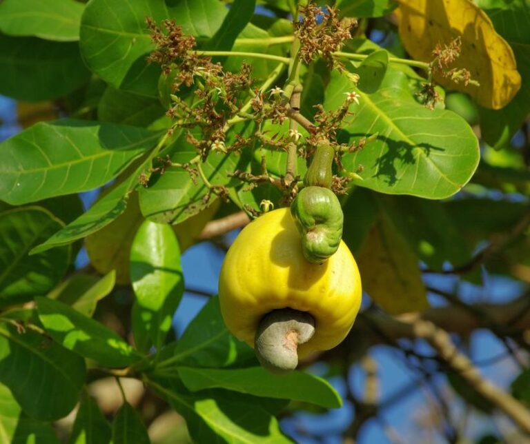 cashew fruit, cashew apple Anacardium occidentale