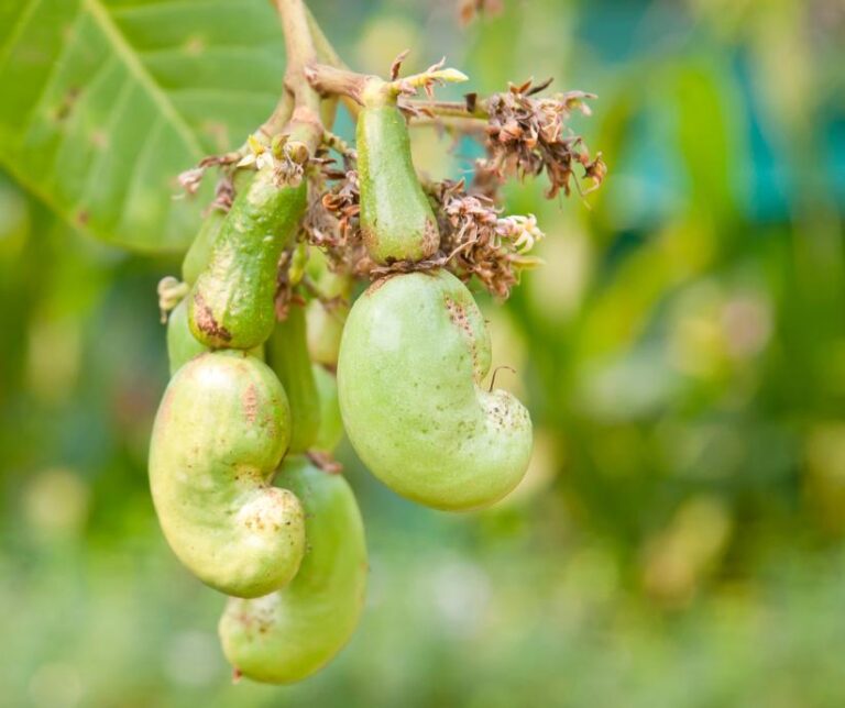 cashew fruit, cashew apple Anacardium occidentale