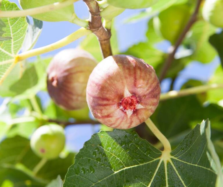 fresh figs (Ficus carica)