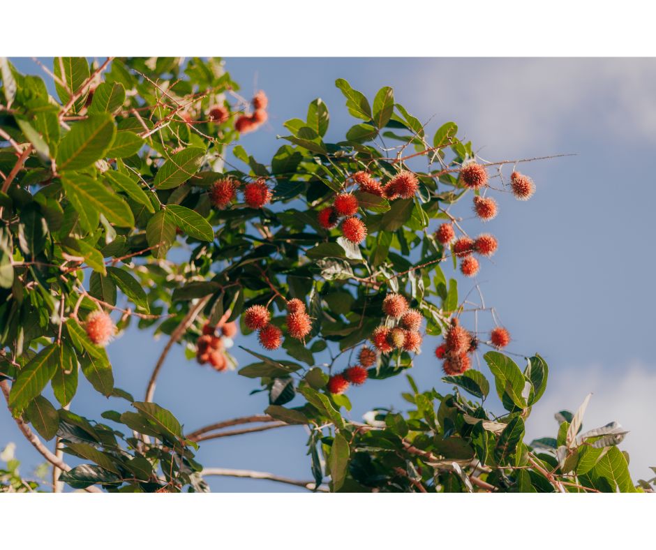 closeup-picture-of-rambutan-fruit-tree